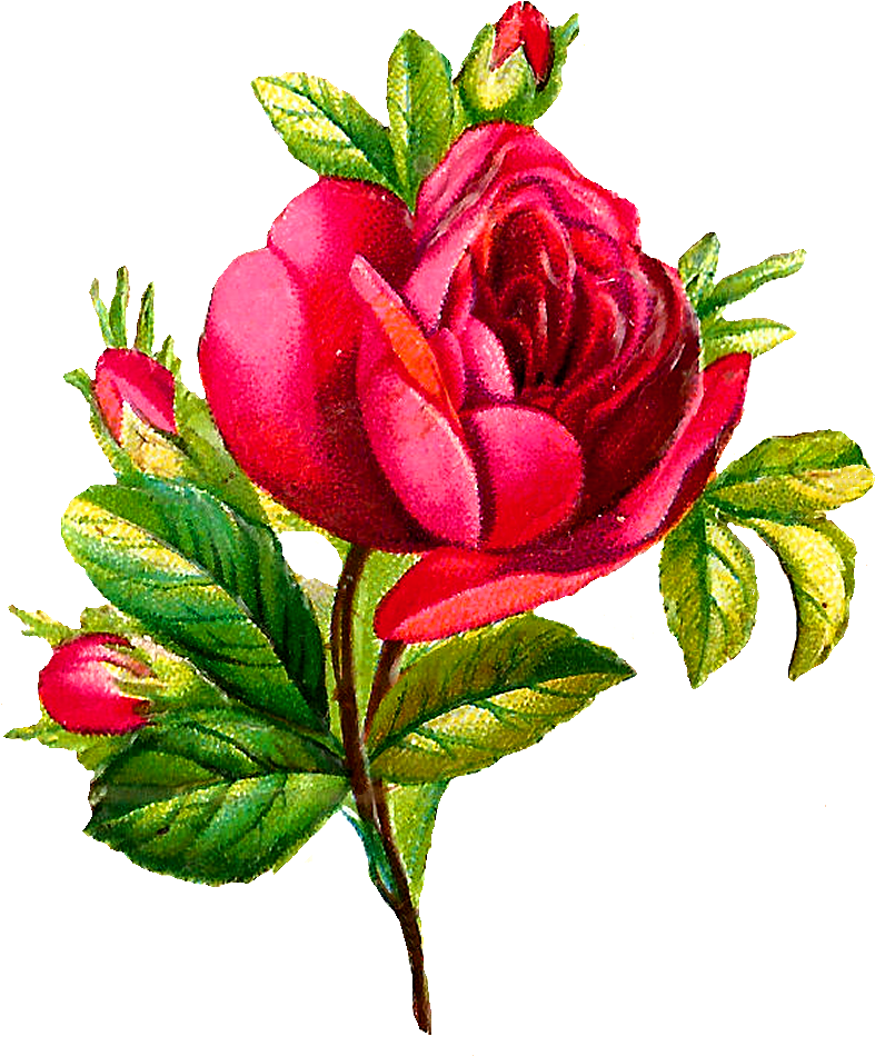 Free Vintage Flower Art Red - Flower Images Download Rose (935x1098)