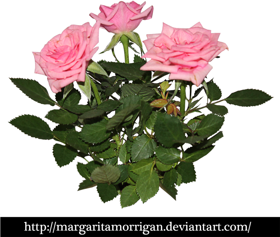 Rose Bush Clipart Transparent - Pink Rose Plant Png (900x798)