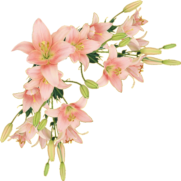 Y Trabajos Con Flores - Flower Border Png Lily (600x643)