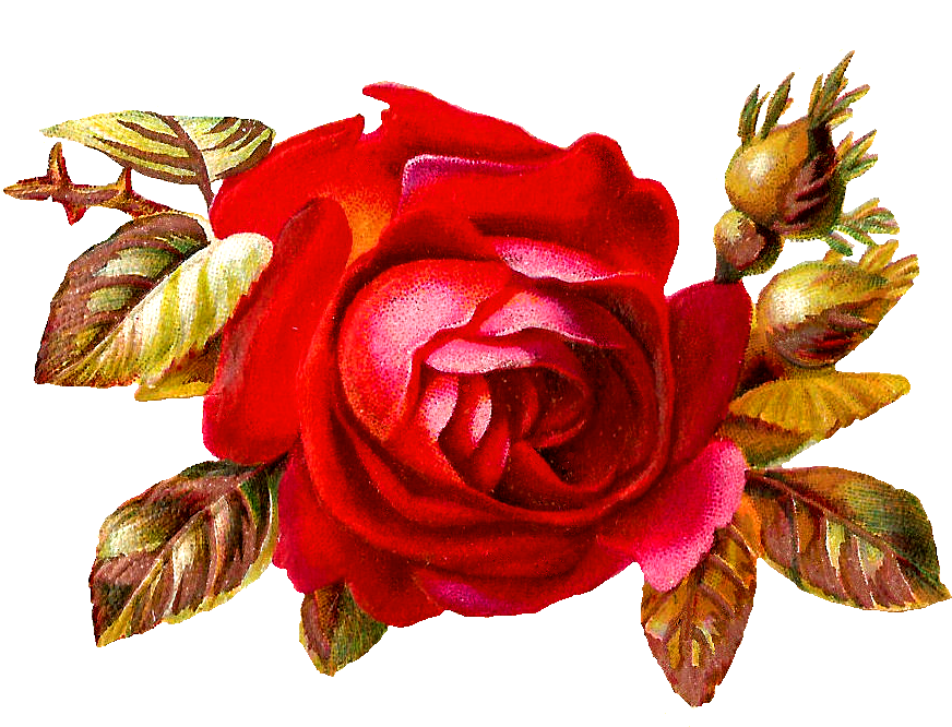This Is A Stunning Digital Red Rose Graphic I Created - Vintage Red Roses Clipart (1008x702)