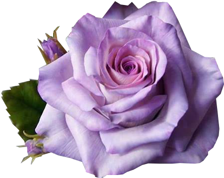 Outras Imagens Pngs De Flores, Imagens Pngs De Flores - Flowers Rose (473x396)