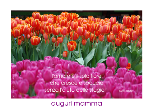 Pdf - Sprenger's Tulip (492x354)