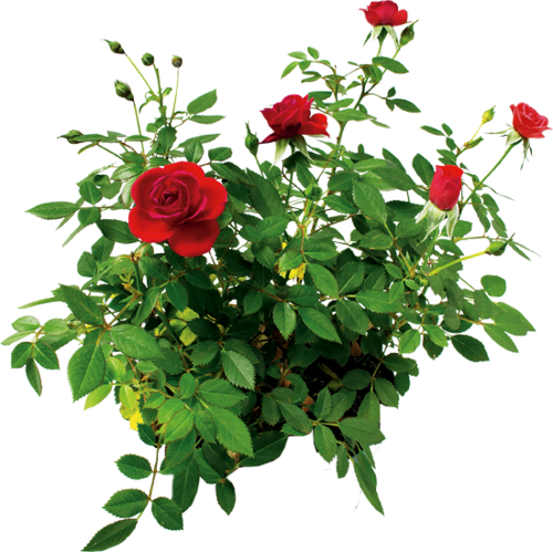 Rose Bush Clipart Transparent - Flower Bush Transparent (500x499)
