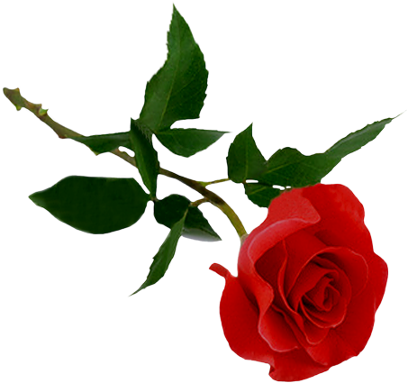 La Rosa Per La Festa Della Mamma - Rose Png (500x494)