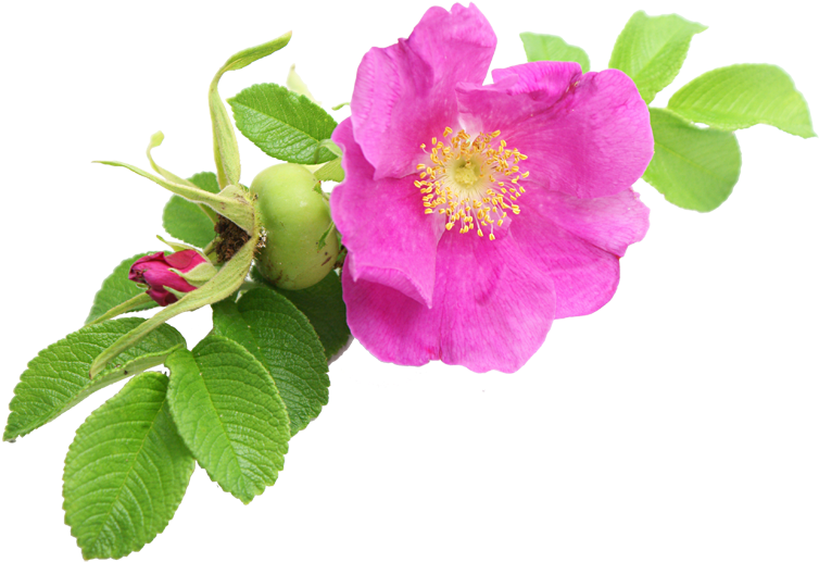 Phyto-floral Brand Of The Laboratories E - Centella - Huile Vegetale Bio Rose Musquée Vierge (800x558)