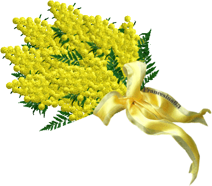 Sembra Che La Mimosa Sia Stata Adottata Come Fiore - Mimosa Festa Delle Donne (425x377)