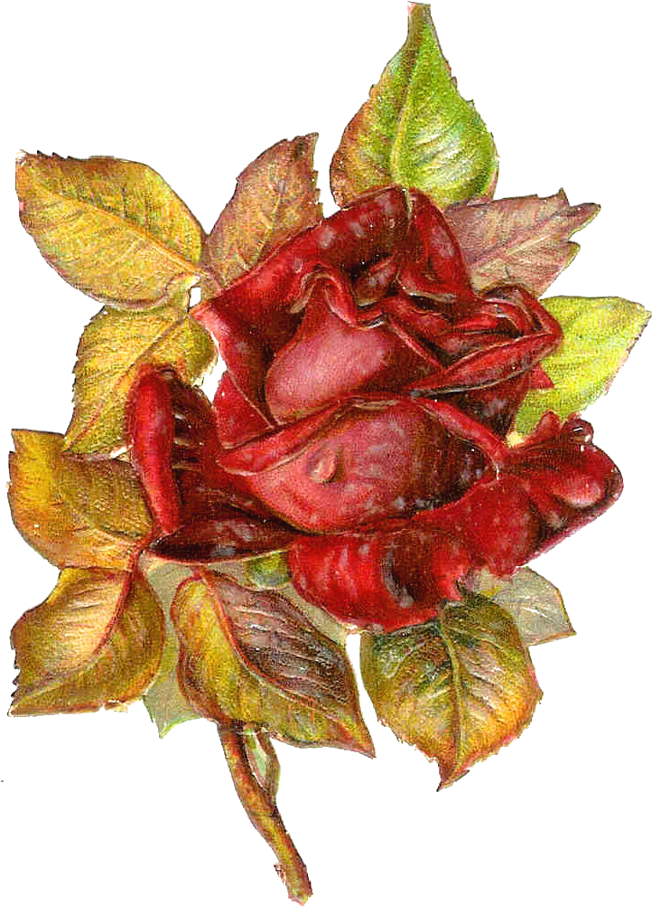 Free Flower Clip Art - Clip Art (813x1127)