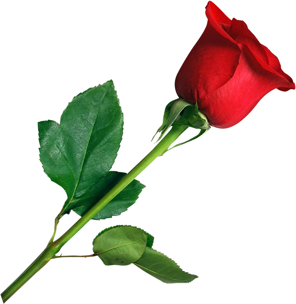 Rose Png Images - Flower Rose Png (1140x1172)