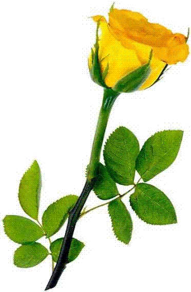 Free Flower Clipart - Yellow Long Stem Roses (372x568)