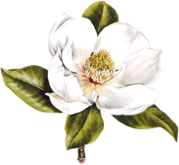 Magnolia Blossom Clipart - Magnolia Clipart (423x370)