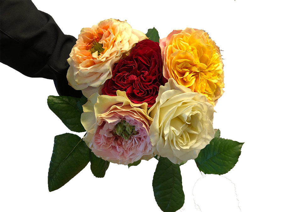 Dare To Be Different With Garden Roses - Garden Roses (900x675)