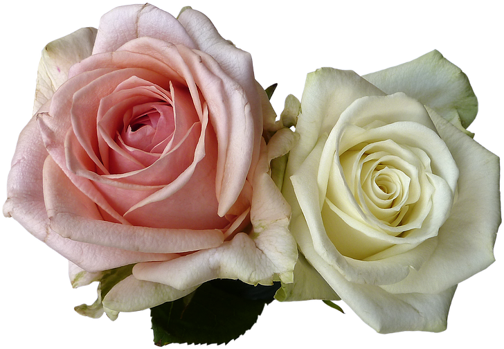 White Rose Png 19, - Romantic Rose Png (960x639)