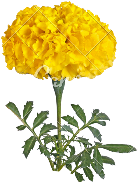 Single Yellow Flower - Single Marigold Free (627x800)