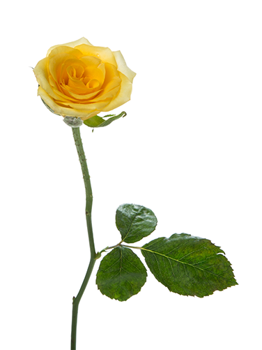 Pxoj24ult0505 - Single Yellow Rose Png (500x500)