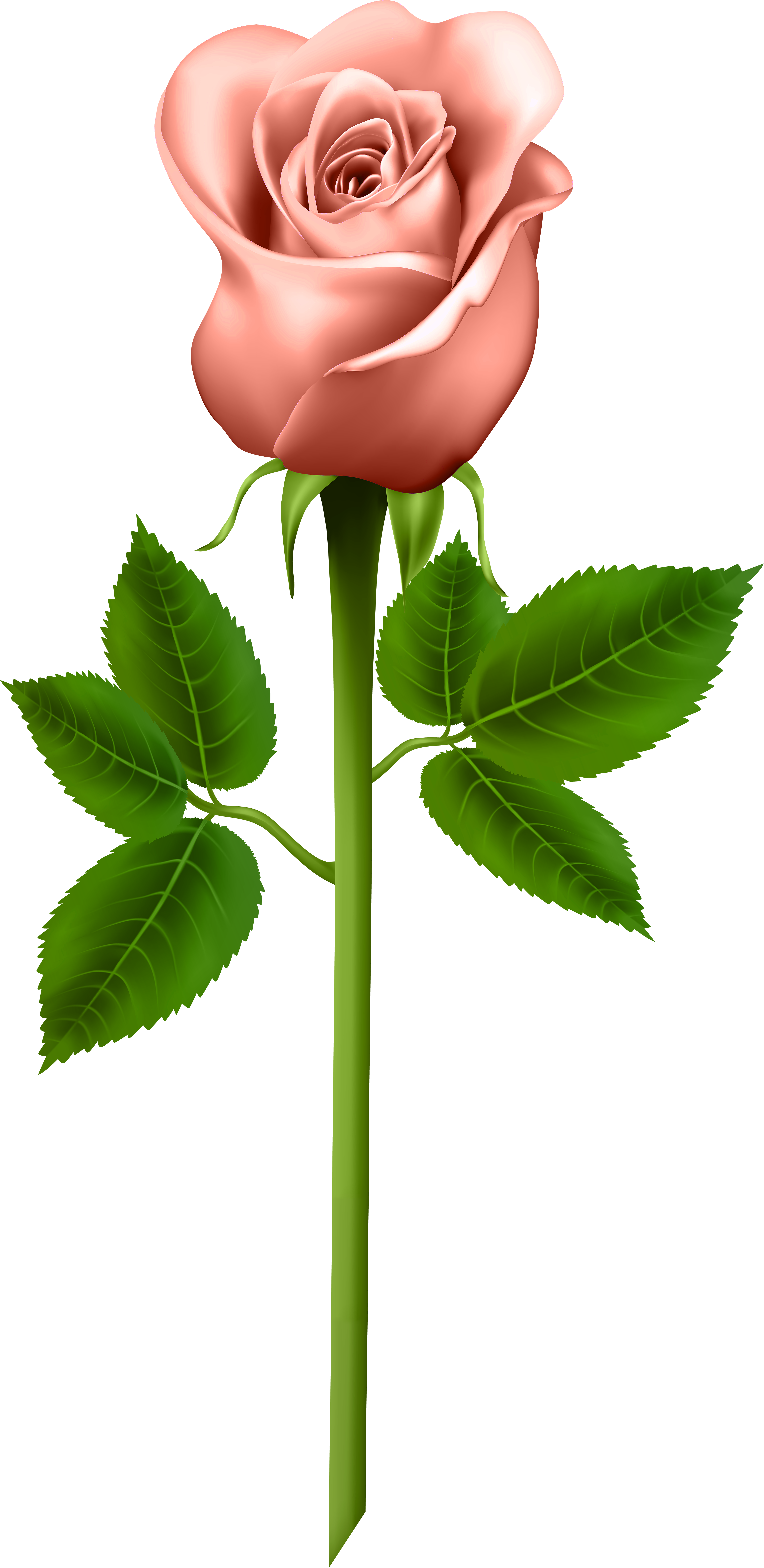 Edit And Free Download Orange Rose Transparent Png - Information About Parts Of A Plant (4129x8000)