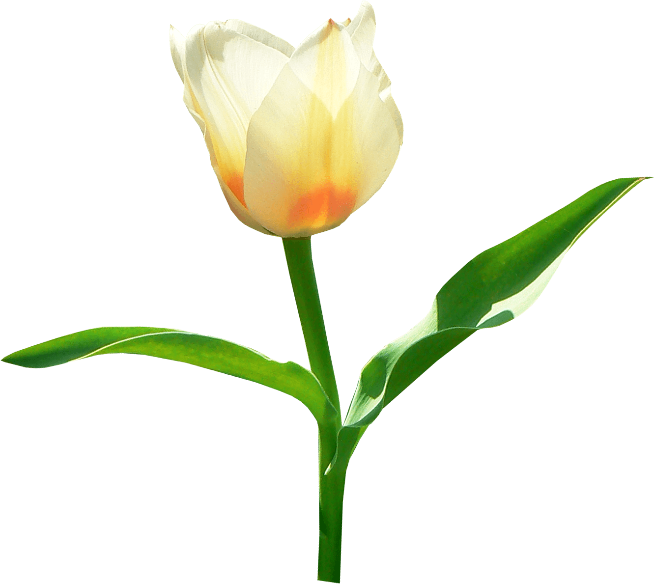 Single White Tulip - Portable Network Graphics (1331x1189)