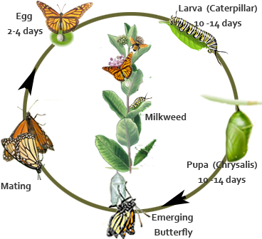 Monarch Butterfly Life Cycle Timeline (381x337)