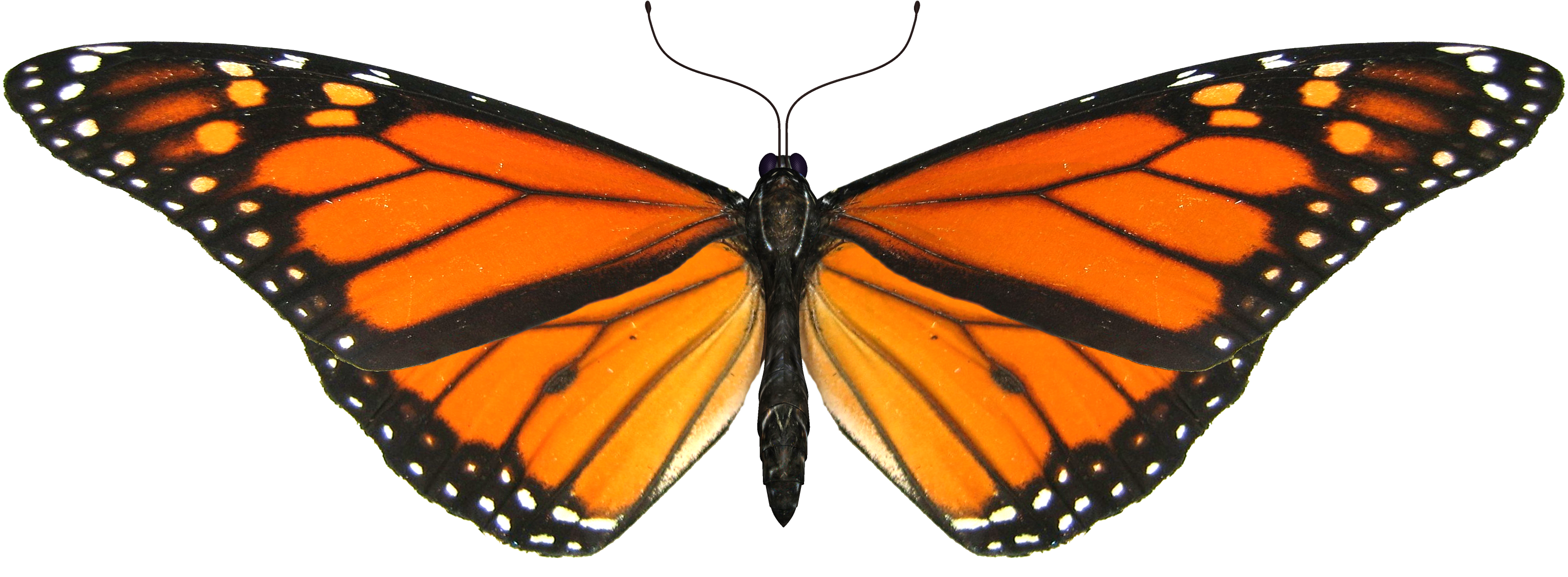 Monarch Butterfly Clipart Blank - Monarch Butterfly Transparent Gif (3200x2400)