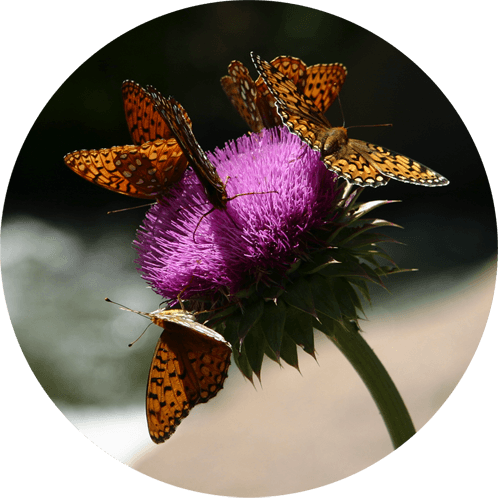Thistle Flower And Monarch Butterflies Mini Sticker - Mail Icon (499x500)