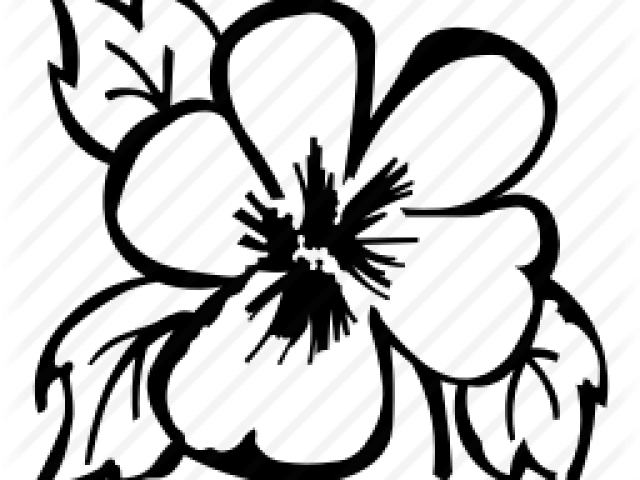 Buttercup Clipart Pansy - Pansy (640x480)