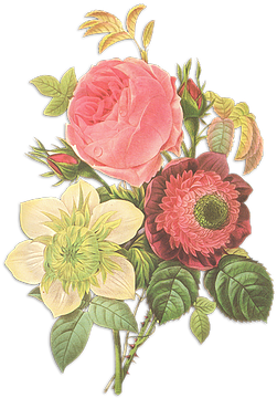Wild & Wondrous Flowers - Anemone Flower Botanical Print (323x436)