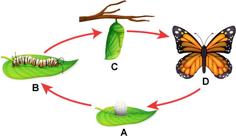 Butterfly Lifecycle Without Text Labels - Life Cycle Of Monarch Butterfly (600x300)