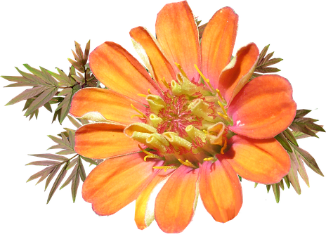 Flowers Cut Out (464x340)