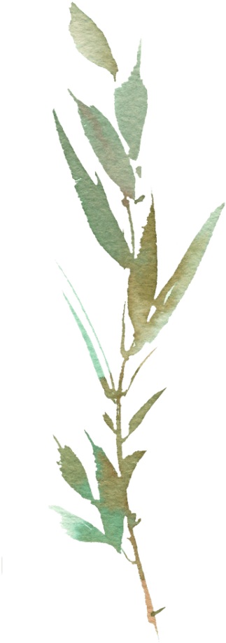 Elopement Destination Wedding Photographers Shalene - Pink Evening Primrose (480x960)