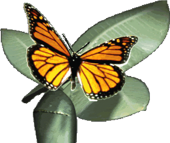 Monarch Butterfly Clipart Gif Animation - Monarch Butterfly Animated Gif (640x480)