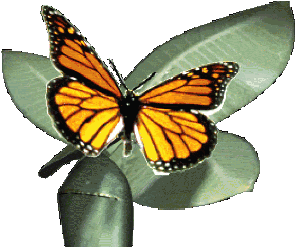 Monarch Butterfly Clipart Gif Animation Monarch Butterfly Animated Gif 640x480 Png Clipart Download