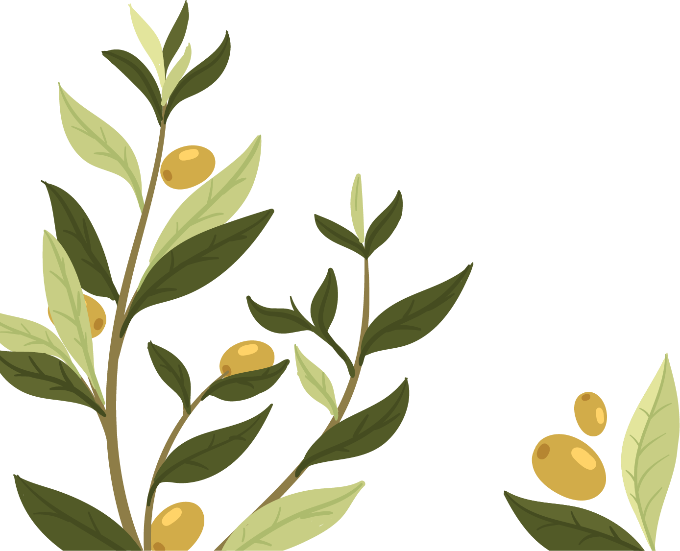 Wedding Invitation Olive Leaf Olive Branch - Olive (1388x1125)