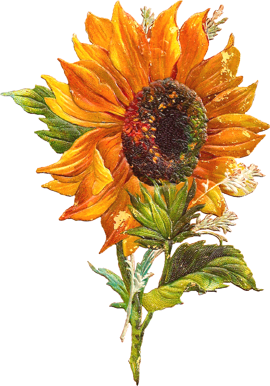 September Flower Clipart - Vintage Sunflower Clip Art (1064x1482)
