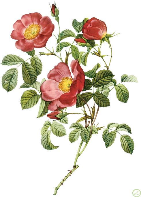 Pierre-joseph Redouté Flower Painting - Proverbs 31 31 Bible Verse (500x697)
