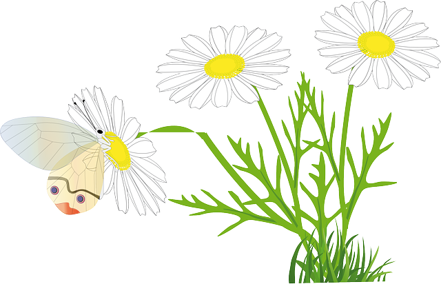 Chamomile Flower, Butterfly, Yellow Flower, Chamomile - Gänseblümchen Und Schmetterlinge Serviette (640x412)