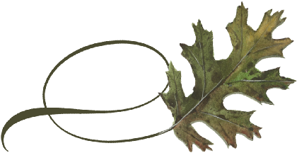 Spring Flowers, Autumn Leaves, Grapes Twisty Black - Gambel Oak (519x346)