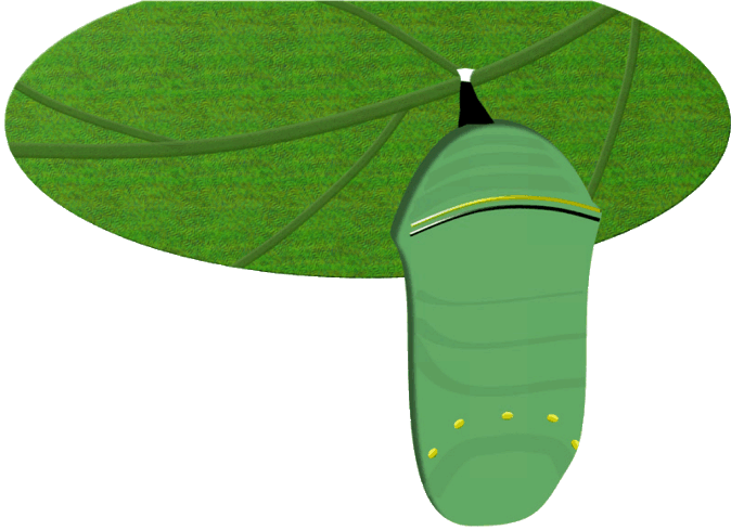 28 Collection Of Butterfly Egg Clipart - Butterfly Life Cycle Gif (674x489)