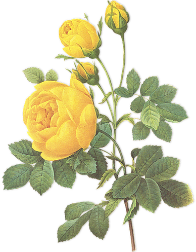 Book Consultation - Yellow Rose Botanical Illustration (405x496)