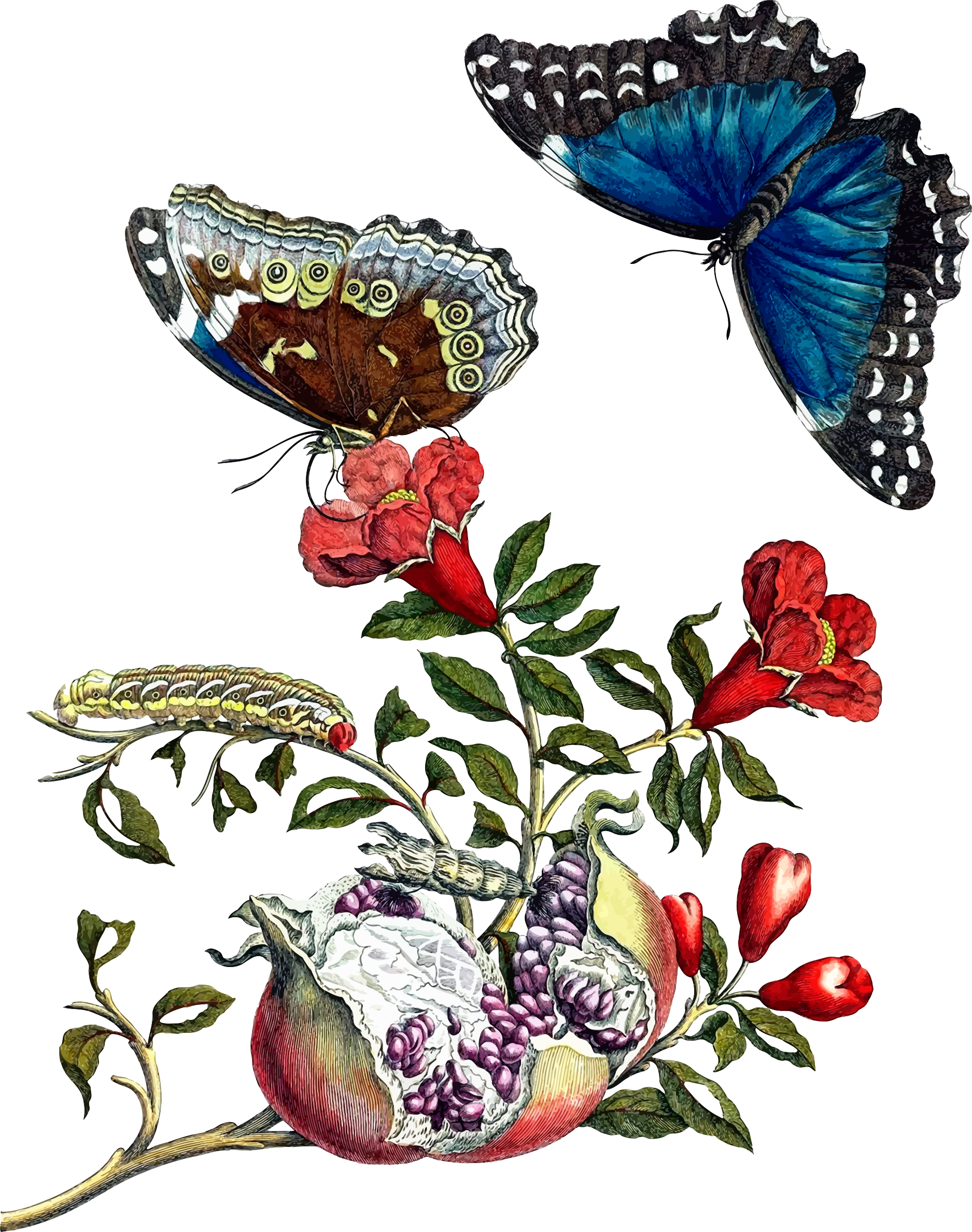 Flowers And Butterflies Clipart 19, - Maria Sibylla Merian Prints (1875x2376)