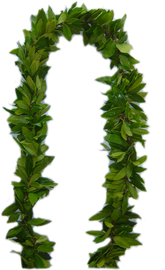 Maile Lei - Lei - (600x600) Png Clipart Download