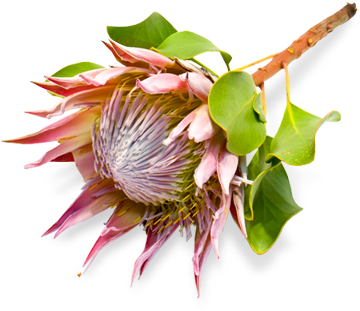 Die Blomstoor Wedding Venue - .za (380x400)