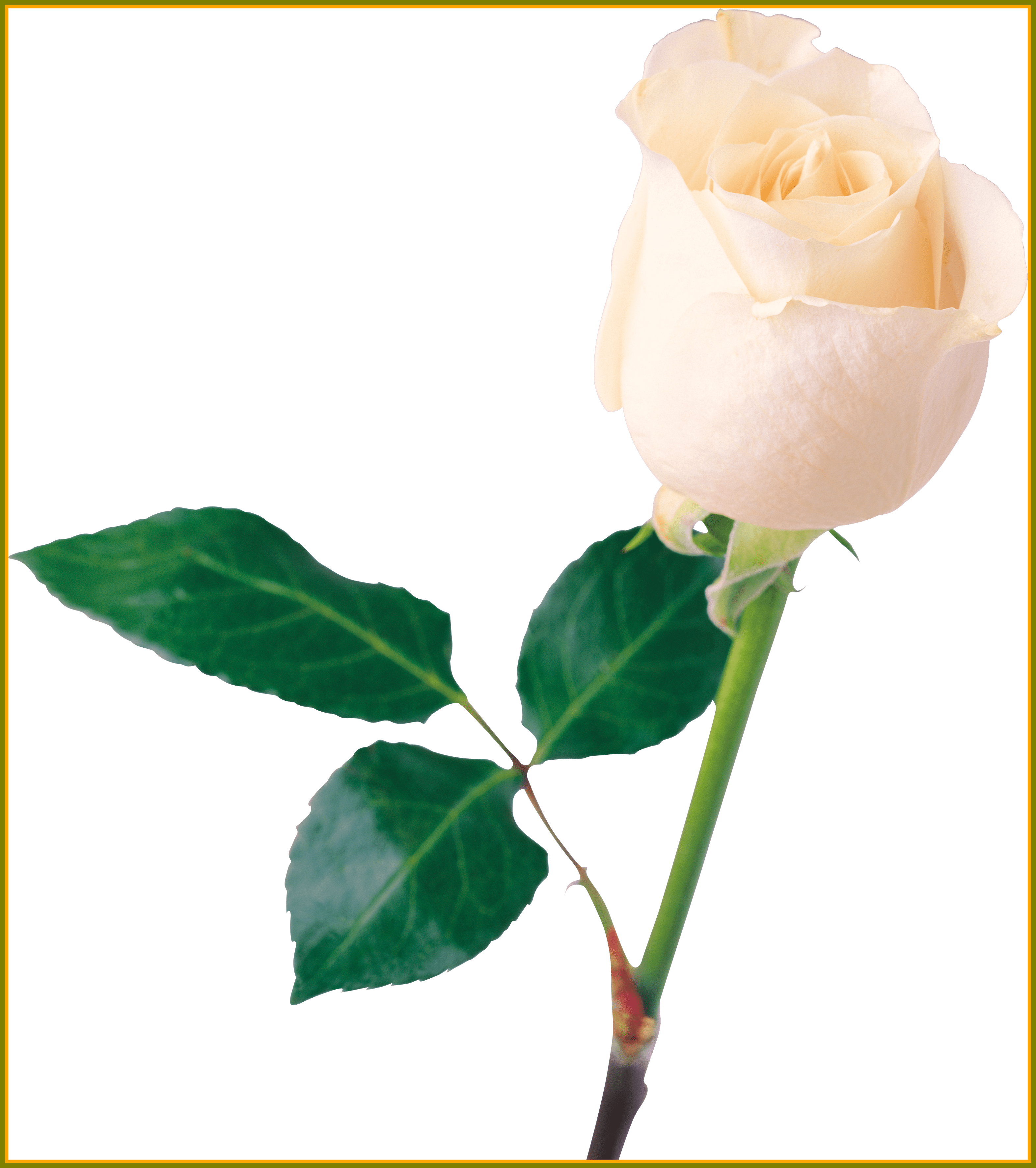 Rose Flower Rose Flower Mala For Wedding Appealing - Rose Png (3146x3547)