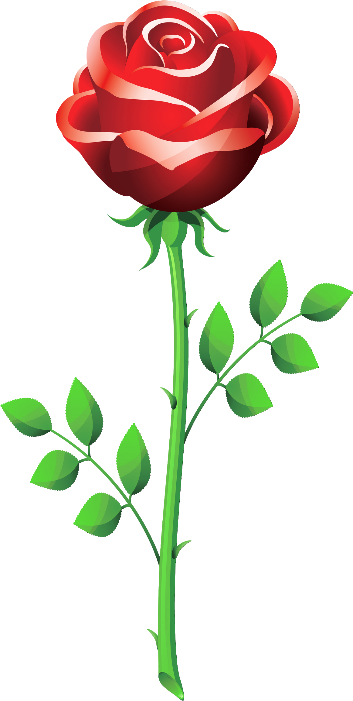 Roses Red Rose Clipart Clipart - Rose Flower Vector Png (1223x2395)