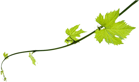 Allow Yourself To Be Indulged By Our Team - Aih Custom Green Vine Bottle Label (500x300)