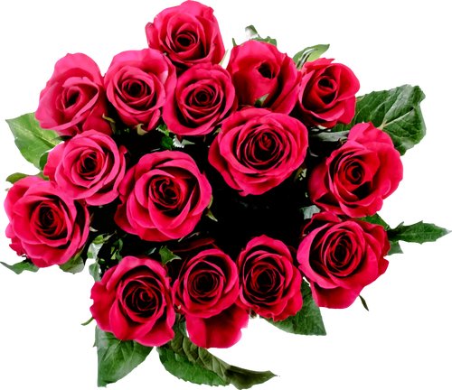 Imagem De Vetor De Buquê De Rosas - Red Rose Baby's Breath Bouquet (500x432)