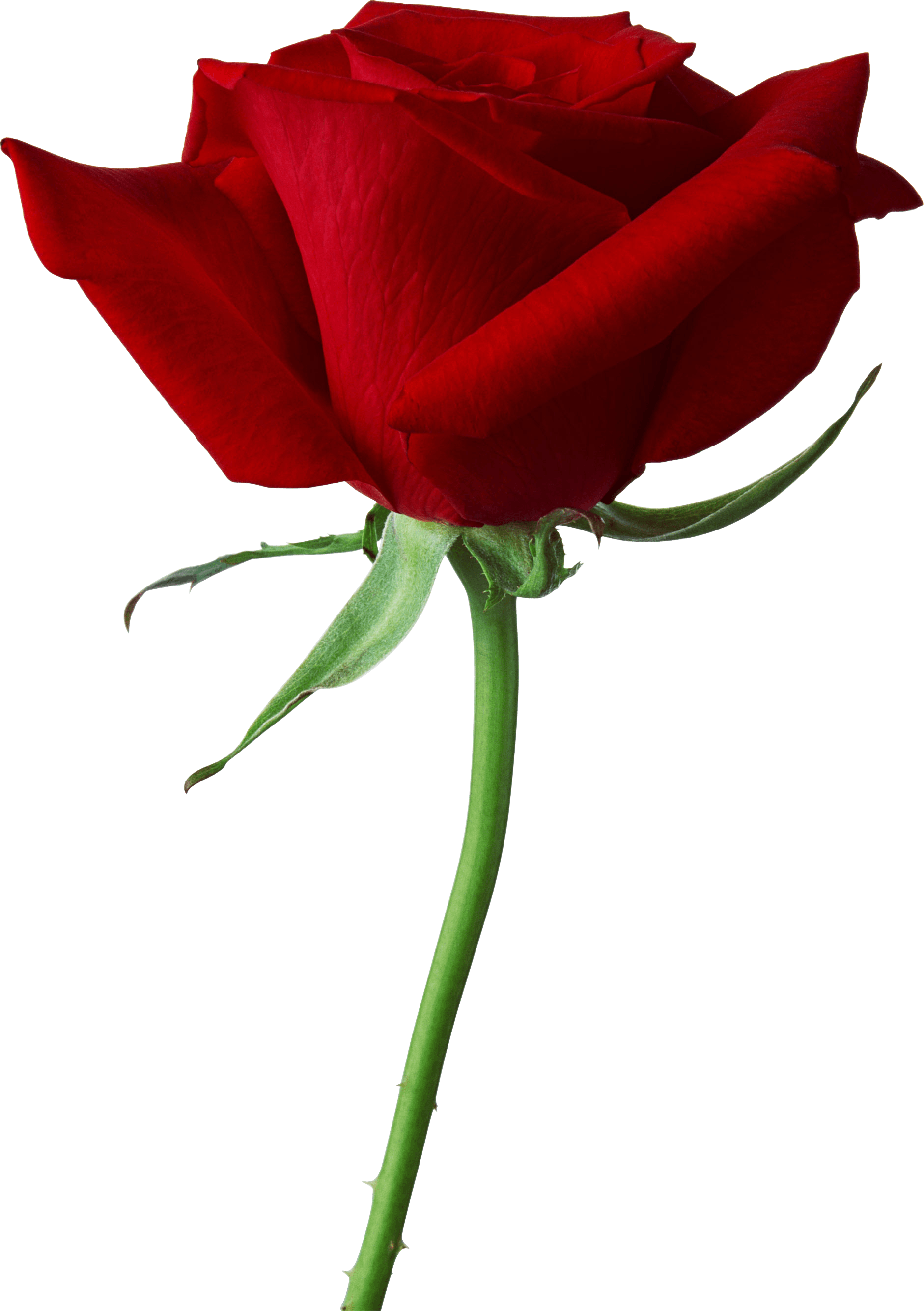 Flowers Deductible Png Images - Rose Png (1881x2669)
