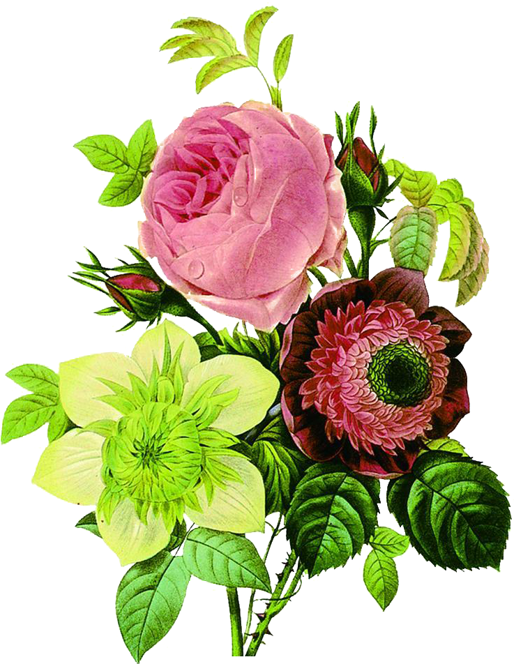 Flower Botany Botanical Illustration Floral Design - Vintage Flower Drawings (765x1024)