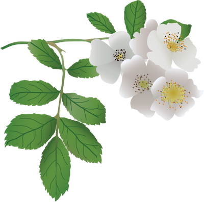 Ian Symbol Rosa Multiflora - Rosa Multiflora Png (400x396)