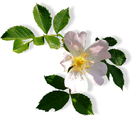 Není Povoleno Dávat V Této Podobě Na Jiné Blogy A Weby - Woods' Rose (449x429)