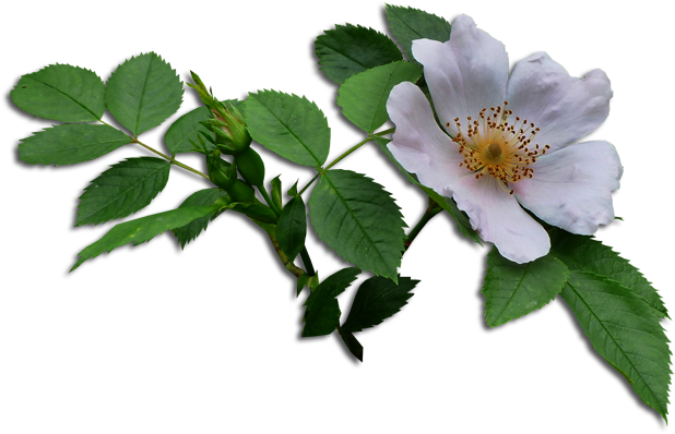 Právě Kvete Šípek A Mohl By Se Hodit Do Nějaké Koláže - Rosa Canina (650x420)
