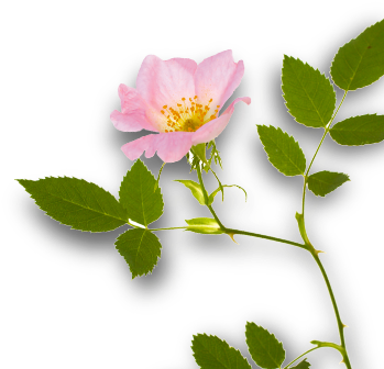 Les Orgonites Eclairiance - Bach Flower Remedies (348x354)